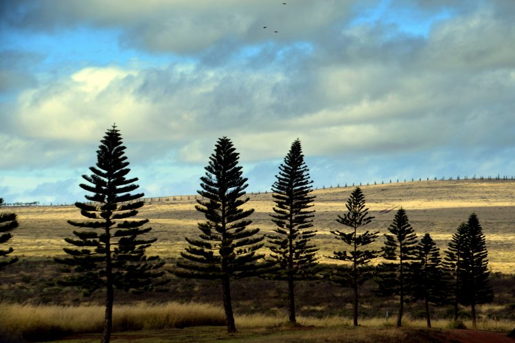 Trees line all roads