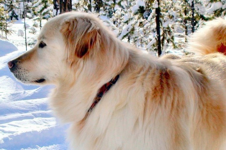 Bob succombed to cancer 2/06